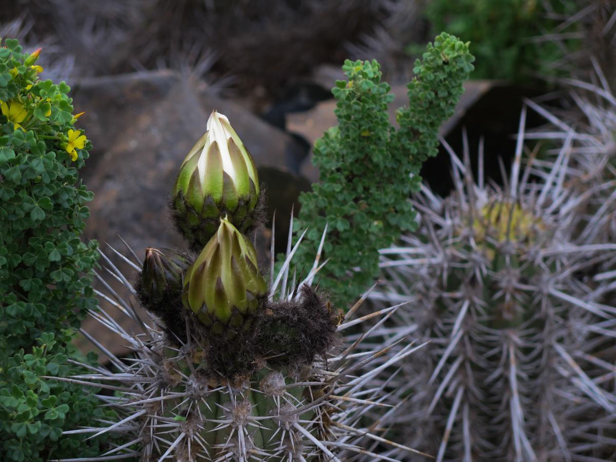 فيلا بونتا دي شوروسفي Refugio Humboldt المظهر الخارجي الصورة